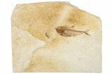 Juvenile Fossil Fish (Diplomystus) - Wyoming #295642-1